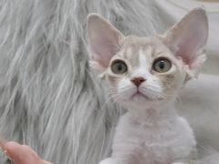 -山宅一喵德文卷毛猫舍