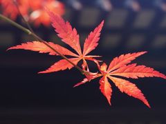 -太平天国历史博物馆(瞻园)