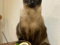 -猫友咖啡店(玉林西路店)