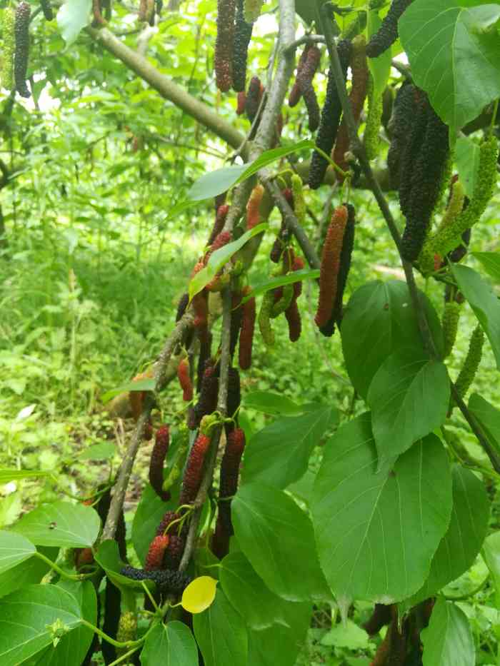 花香蜜桑-"第一次吃这种长桑葚 很好吃 比一般的都要.
