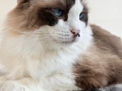 -怪兽屋·羊驼·猫咖·狗咖(俊华广场店)