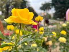 -人民公园(罗湖区)