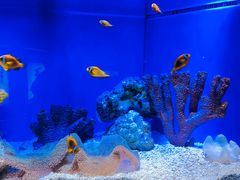 -上海海洋水族馆
