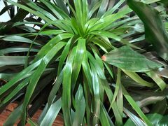 -TeaTimes(凤凰书城店)