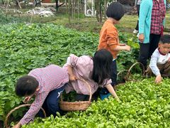 -樂桃源奉贤黄桃种植采摘基地