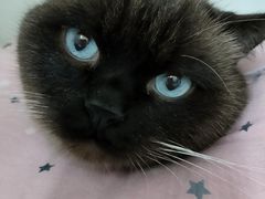 -宠颐生动物医院·心脏科·保险定点(锦阳分院)