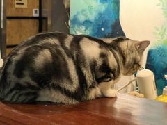 -咖法森林·咖啡  酒吧(天河店)