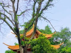 -深圳仙湖植物园