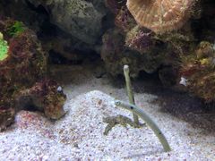 -迪拜水族馆及水下动物园