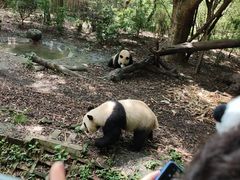 -都江堰中华大熊猫苑