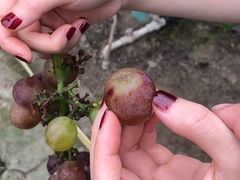 -马陆小张葡萄园农家乐