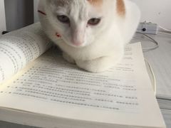 -创凡宠物医院·骨专科  猫科中心(西乡分院)
