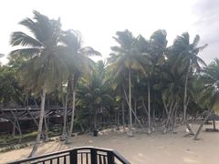 -东郊椰林