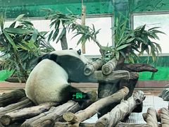 -广州动物园