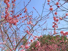 -上海吴淞炮台湾国家湿地公园