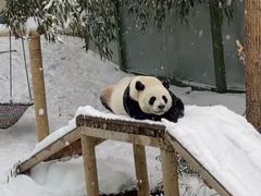 -栾川竹海野生动物园
