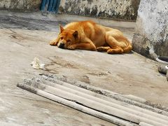 -富记鱼蛋粉(西村店)