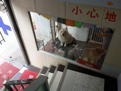 -甄爱宠物医院(疏影路店)