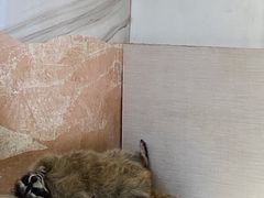 -浣熊柯尔鸭土拨鼠·电玩咖