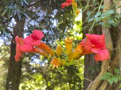 -墨尔本皇家植物园