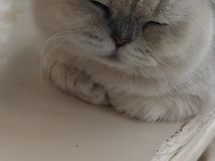 -共舞时光猫咖·狗咖(新街口店)