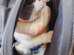 -柏萃动物医院·骨科·牙科