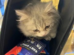 -欣宠猫屋·矮脚拿破仑·蓝金金渐层