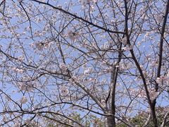 -高东镇樱花园
