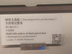 -北京周口店北京人遗址博物馆