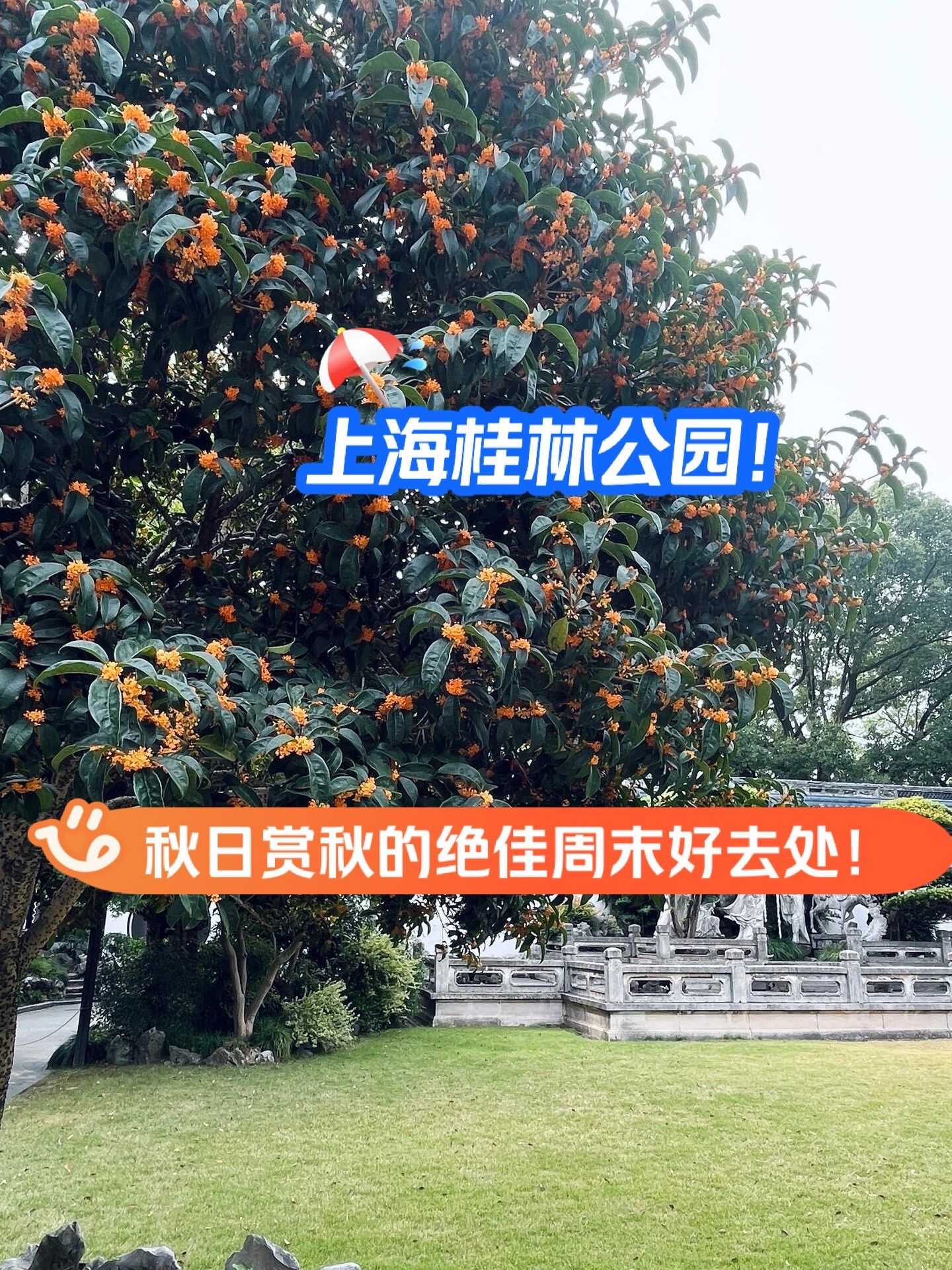 上海桂林公园!秋日赏秋的绝佳周末好去处!