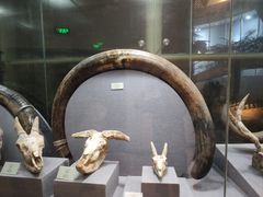 -烟台自然博物馆