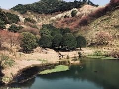 -新建村梅花