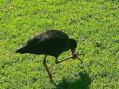 -墨尔本皇家植物园