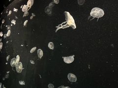 -大阪海游馆