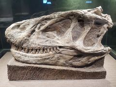 -自贡恐龙博物馆