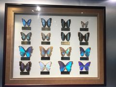 -上海昆虫博物馆