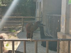 -昆明动物园