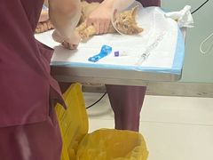 -纳吉亚猫专科动物医院博雅分院