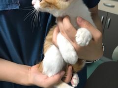 -瑞派先诺宠物医院•猫专科•普外科•中兽医(佛山院)