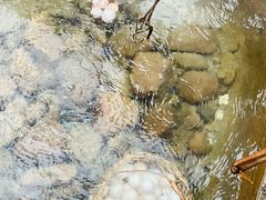 -天芳悦潭度假村温泉