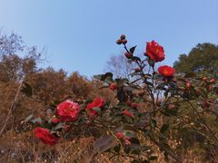 -苏州太湖国家湿地公园