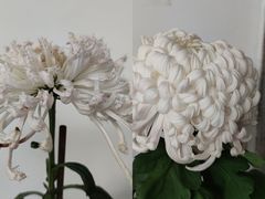 -杭州植物园