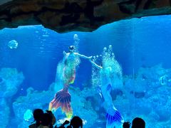 -芜湖新华联大白鲸海洋公园