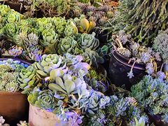 -山菌美食苑(振兴路店)