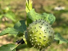 -广西壮族自治区药用植物园