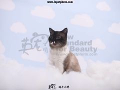 -宠爱国际动物医院· 猫科· 外科·中兽医(长白店)