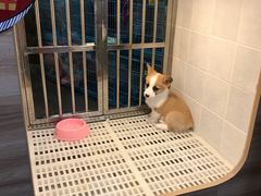 -1013 PET SHOP 宠物商店(近铁城市广场店)