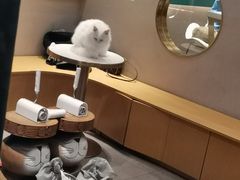 -飞行喵MR PILOT|猫舍·猫咖(静安大融城店)