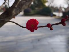 -云里小坐·小院里·团建·宴请·下午茶(三圣乡店)