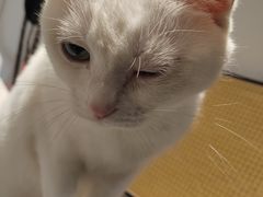 -琪喵猫屋·撸猫猫咖·猫舍